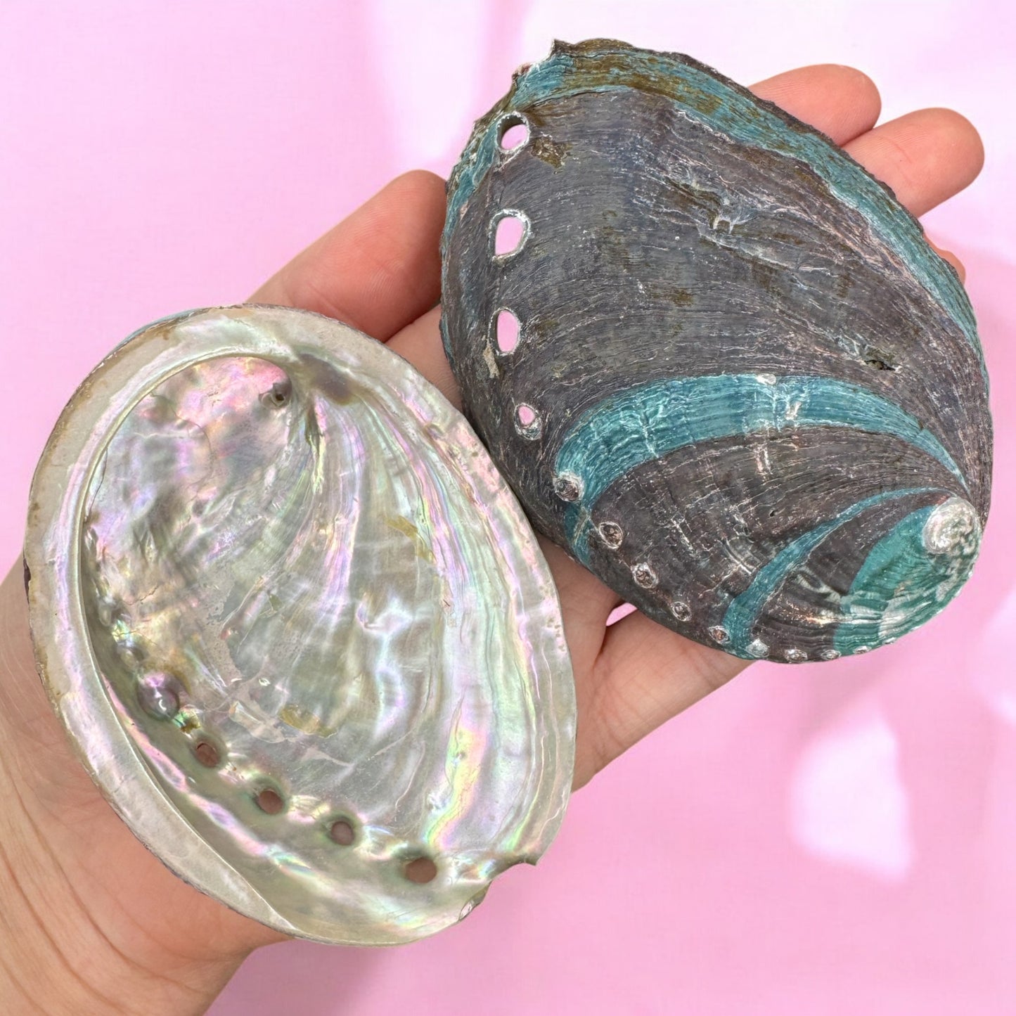 Abalone Shells | Intuitively Chosen