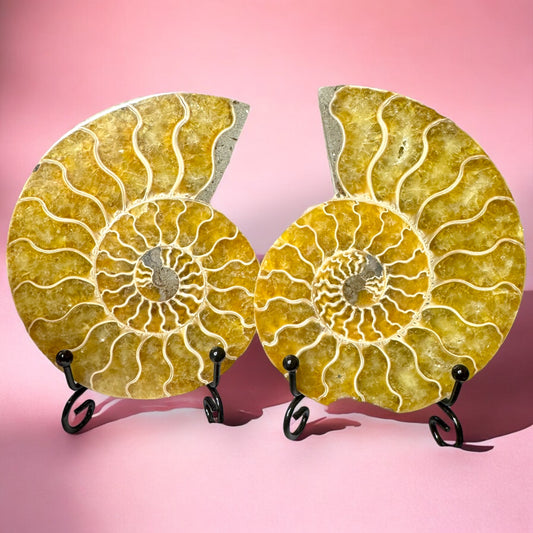 Ammonite Pair with Stands