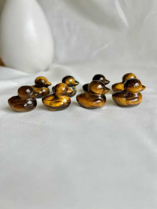 Mini Tigers Eye Ducks